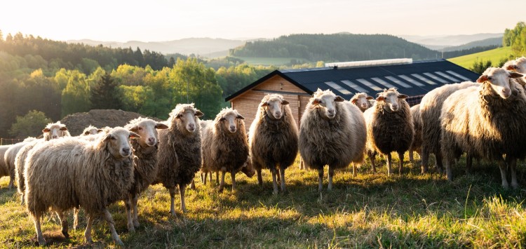 Schafschur in Lipno – ein Herbsttag voller Spaß für die ganze Familie!