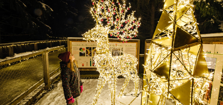 Magicky nasvícená Stezka korunami stromů už jen do konce února!