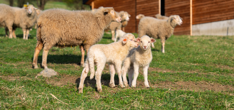 Přijďte nám spočítat jehňátka: naučná stezka k ovčínu na Lipně je tu od 1. května pro Vás!