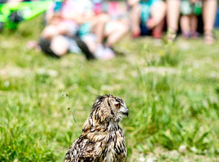 Slavnosti dřeva na Stezce korunami stromů 2019