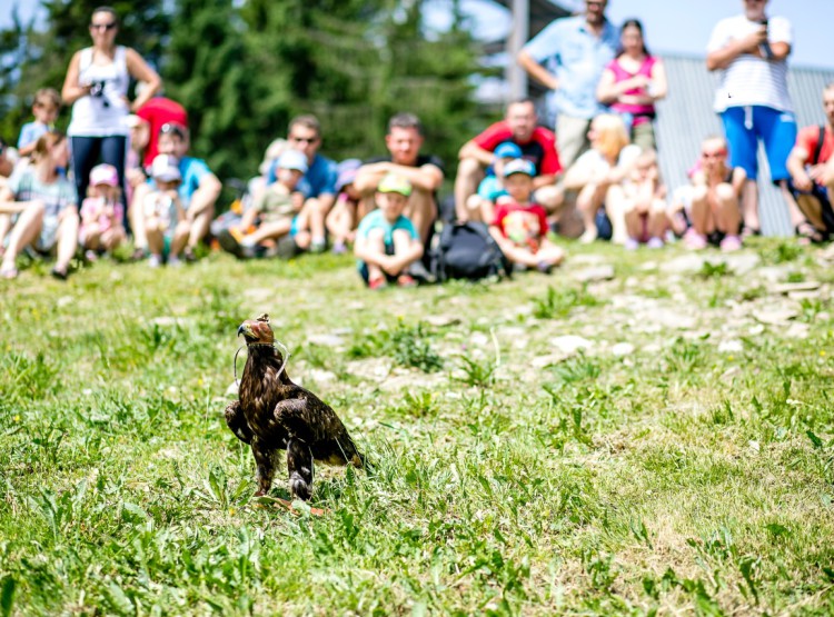 Slavnosti dřeva na Stezce korunami stromů 2019