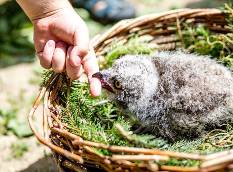 Slavnosti dřeva na Stezce korunami stromů 2019