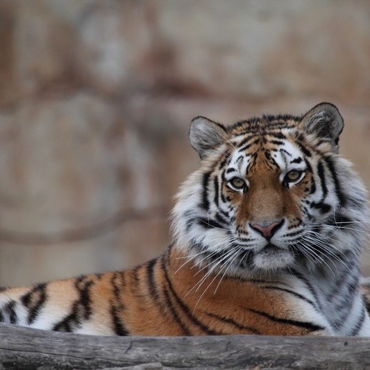 Jihočeská zoologická zahrada Hluboká