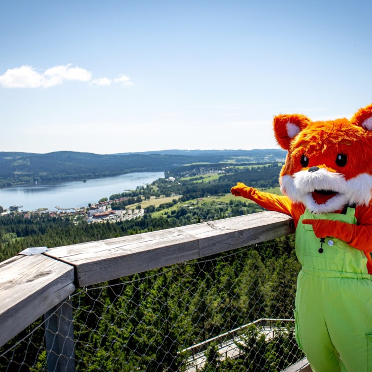 Treetop Walkway