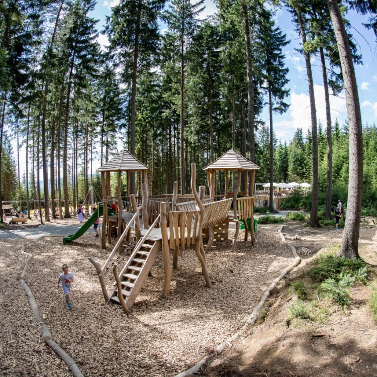 Forest Kingdom
