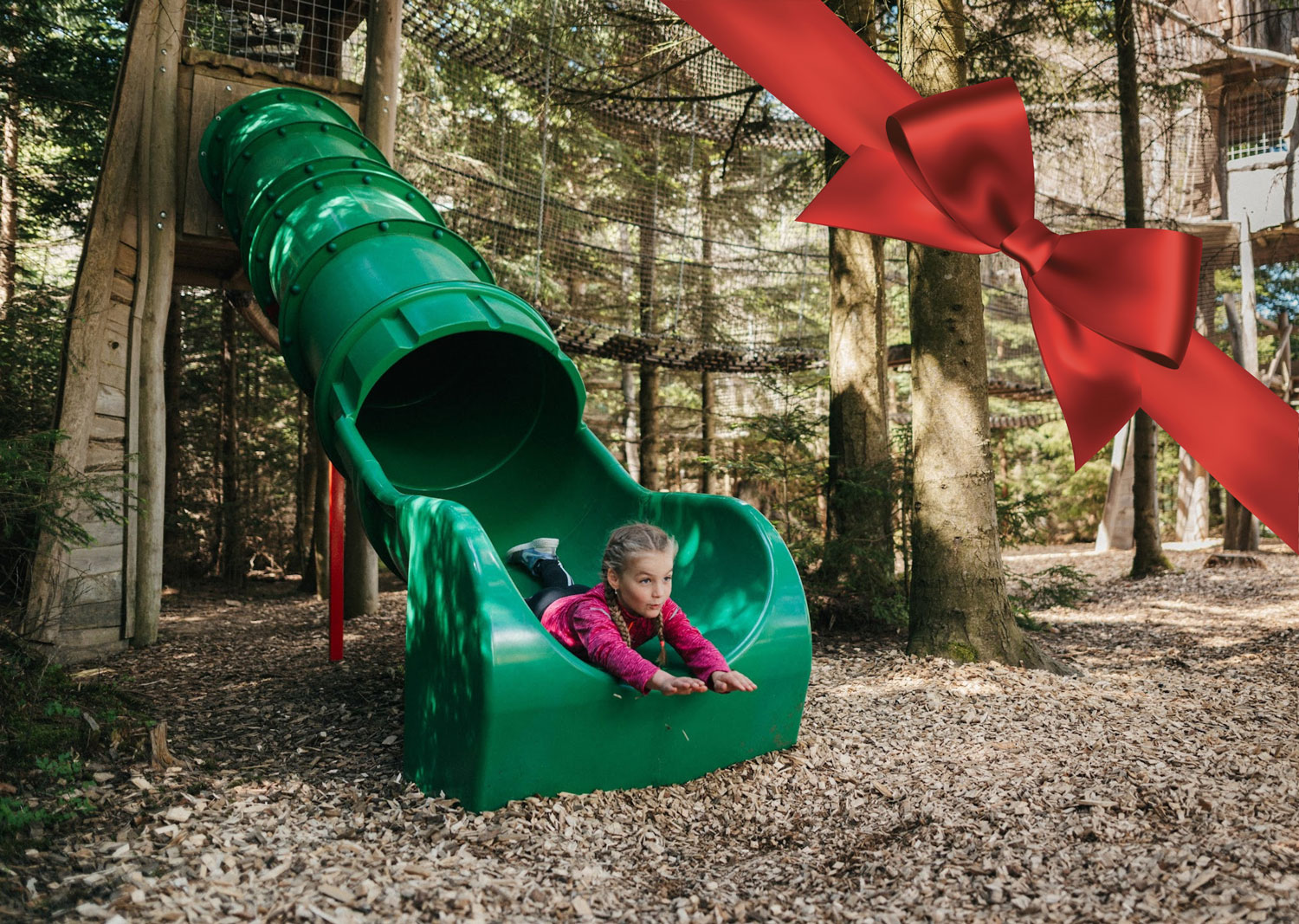 Království lesa s dopravou